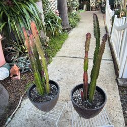 RED EUPHORBIA PLANTS IN 10" PLASTIC POTS