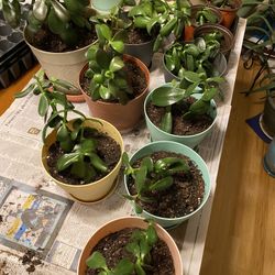 Jade Plants