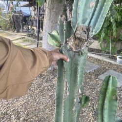 Apple cactus