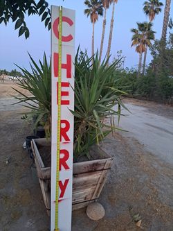 Cherry Sign