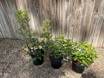 Red Tip Photinias