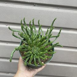 6” Medusa Succulent