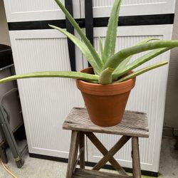 INDOOR For Winter-Aloe Vera Plant In 9” Terra Cotta Pot