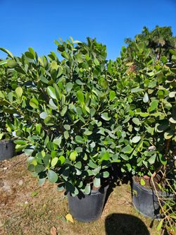 huge clusias About 7 feet tall  Instant  privacy Hedge for fence minimum qty 10+  or unit  $65