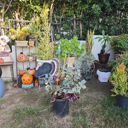 Big Plant Sale ☘️🌵 🌴 🌺🌹