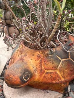 flowerpot Turtoise