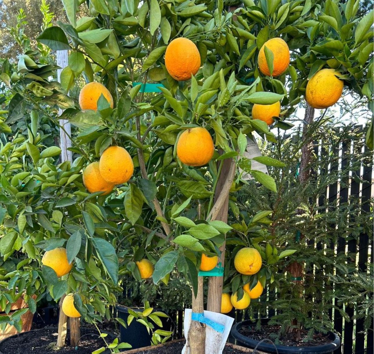 Navel Valencia & Cara Cara Orange Trees 🍊🌳$50.00 Each / Árboles De Naranjas Navel y Cara Cara 🍊🌳$50.00 c/u