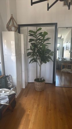 Faux Fig 6 Foot Tree
