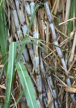 Sugarcane plants/ plantas de cañas