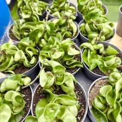 Plants (4”pot🌿Hoya hindu rope $5 each)