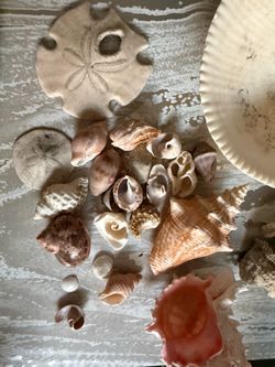 Assorted Seashells and Sand Dollars Collection   Natural collection of assorted seashells and sand dollars. This set includes a large clam shell, mure