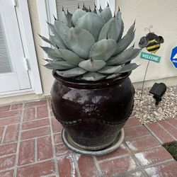 Cactus Plant In Pot - Large Beautiful Excellent Condition 