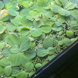 Water, floating lettuce