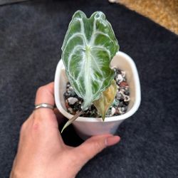 Live Plant 🌱 Alocasia Venom 