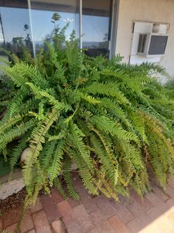 Extra large fern plant
