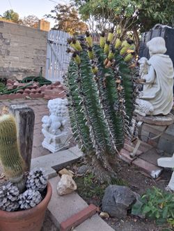 $70 - 2' FT TALL Fishhook Barrel Cactus FEROCACTUS HERRERAE