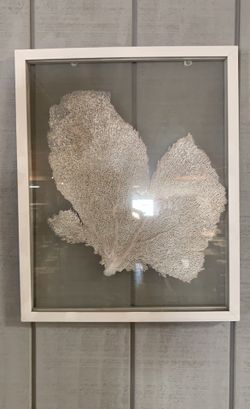 Sea Fan Pictures Natural