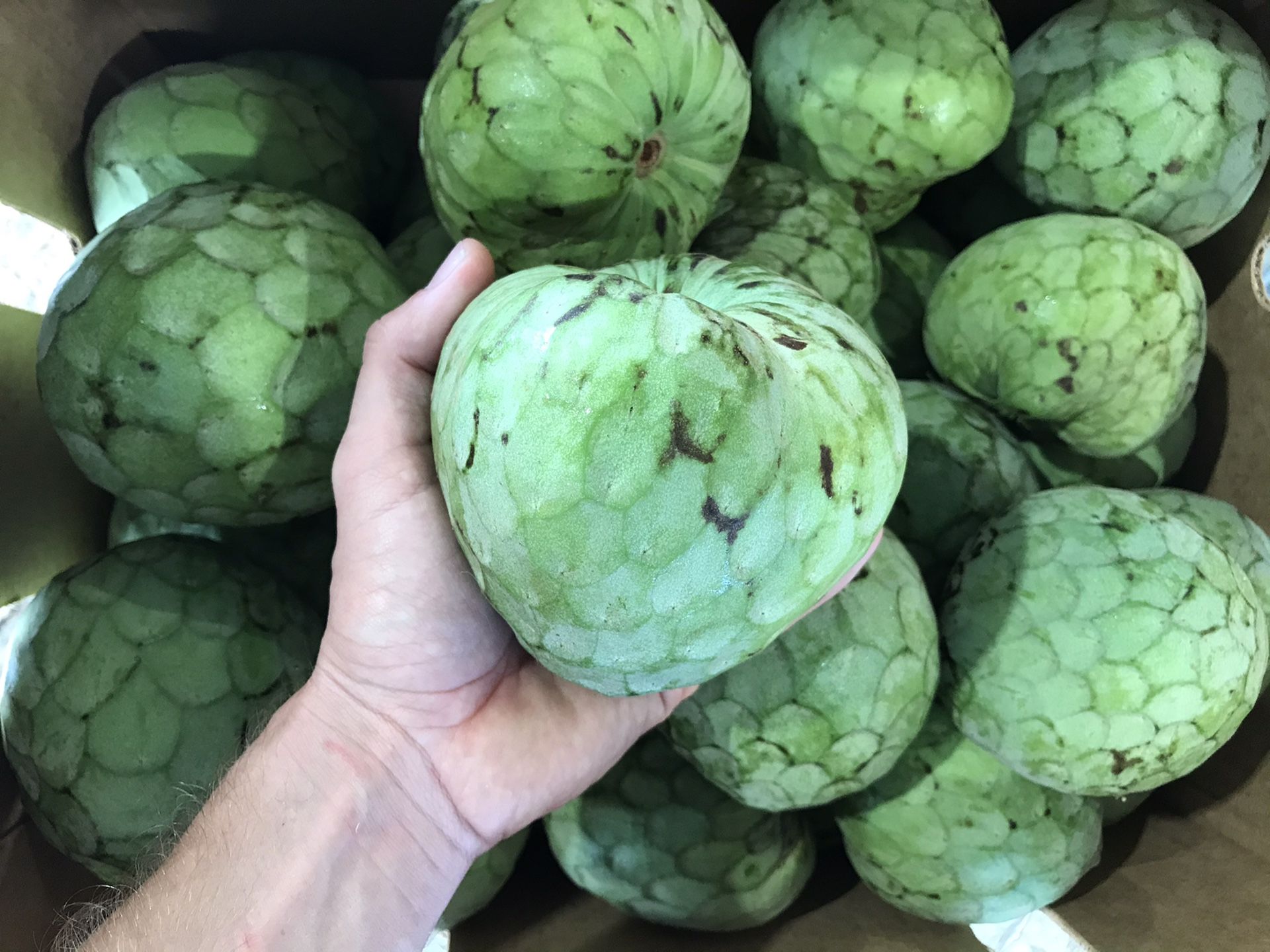 Cherimoya
