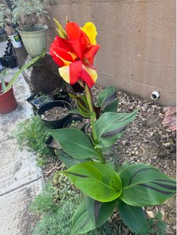Cana Lily