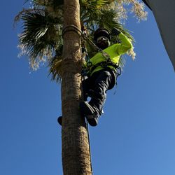 Palm & Tree Trimming 
