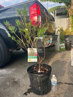 Desert willow tree
