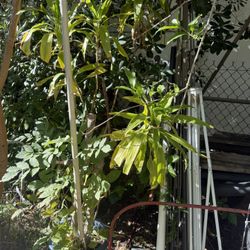 Dracaena Green Plant 6-7 Feet Tall