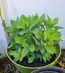 Autumn Joy Sedum Potted Plant 