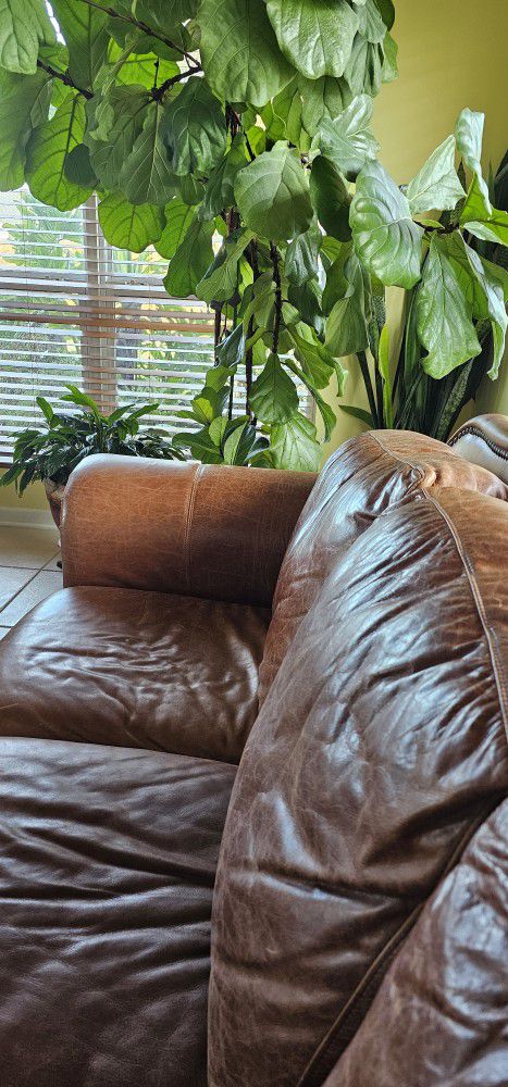 Brown Authentic Leather Sofa