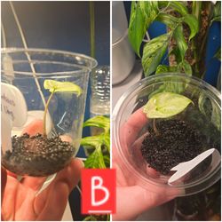 Alocasia - Macrorrhizos "Blizzard Splash" Var.