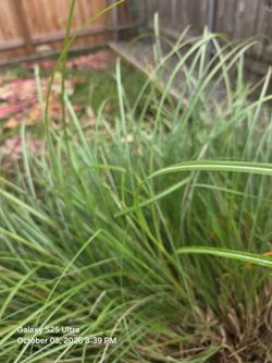 Large variegated grass free