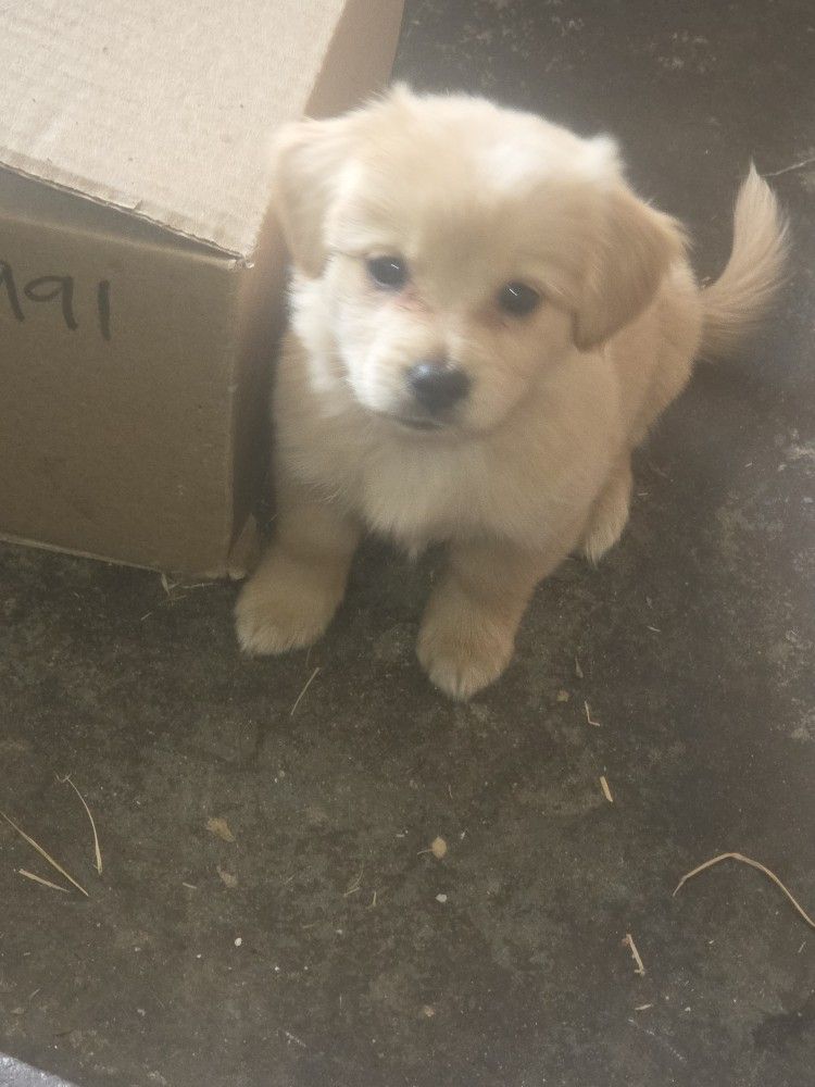 Stuffed Animal Puppies
