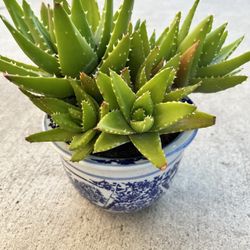 Succulent GREEN ORGANIC PLANT In Asian Traditional Ceramic Blue White Pot 