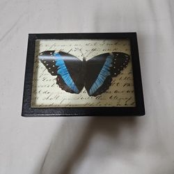 Butterfly Wings 