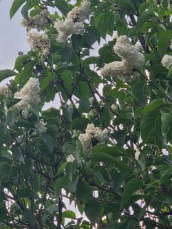 LILAC TREE STARTS U DIG