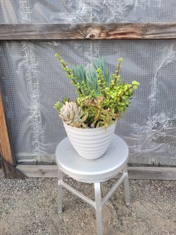 Succulent Arrangement 10" Pot