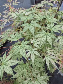 ‘Peve Multicolor’ super rare newer Japanese maple —