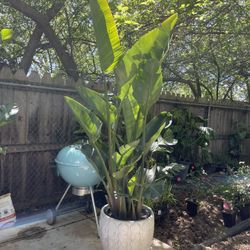 Indoor/outdoor***Huge 7.5-8ft triple white bird of paradise, white ceramic pot not included, 95820