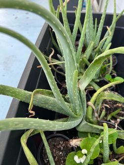 Aloe vera  plants live