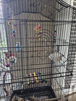 Bird cage + toys, containers ( one bird free, some feeds free