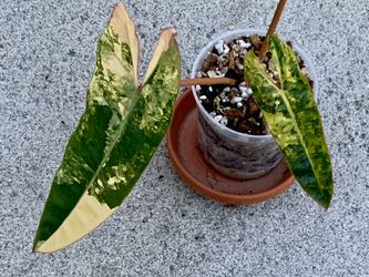 Philodendron Billietiae variegated