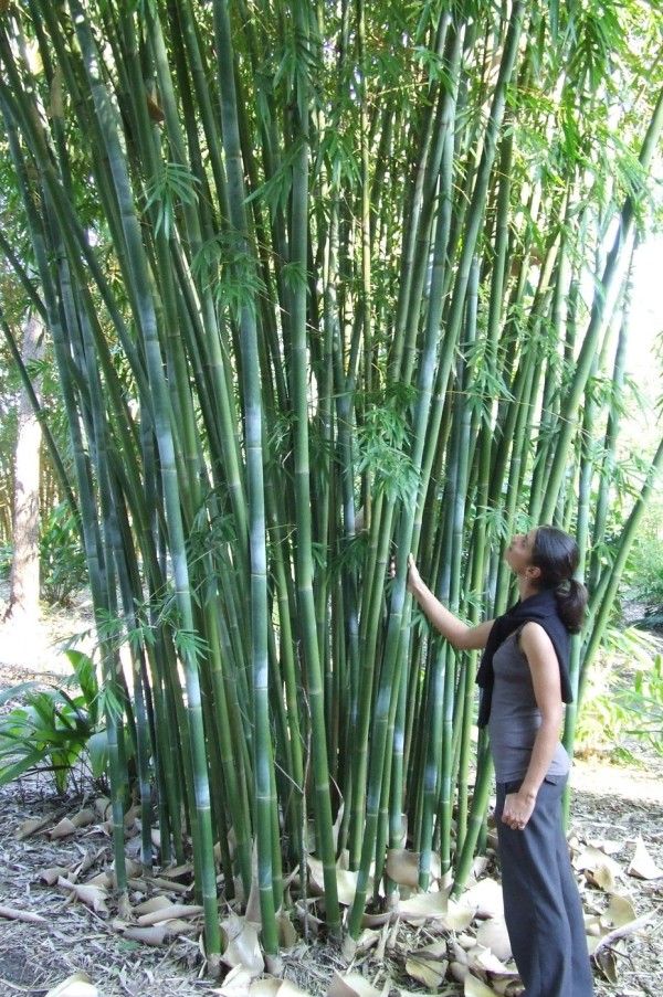 Weaver's Bamboo ~ Clumping Bamboo
