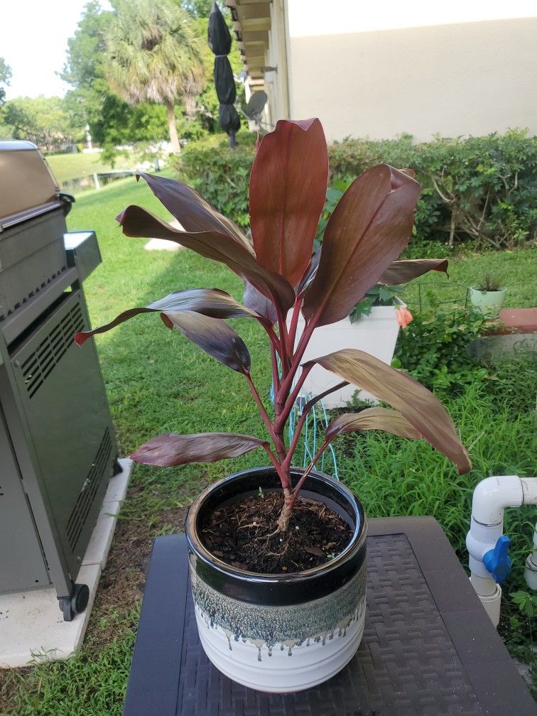 Plants With Deco Pots