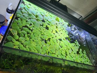 Aquarium Water Lettuce
