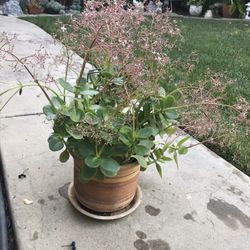 A pot of flowering Fairy Crassula succulents in a pretty clay pot 