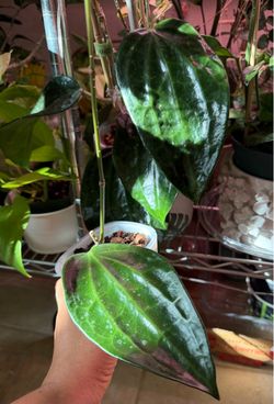 Hoya Latifolia Mt Rimau