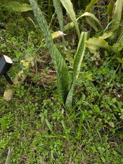 Gratis Hoy! Bellas Sansevieria para recoger en Doral!