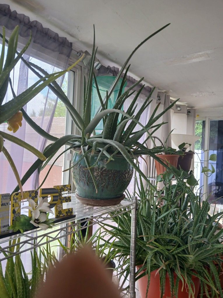 LG Aloe Vera Plant