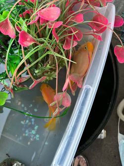 Free set of gold fish