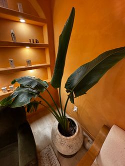 Plant