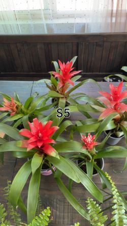 House Plants for Mothers Day special.